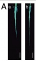 Figure 1A.JPG