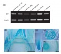 Thumbnail for version as of 12:08, 10 June 2014