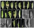 Thumbnail for version as of 13:32, 6 October 2016