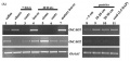 Thumbnail for version as of 05:26, 1 June 2014