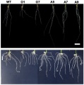 Thumbnail for version as of 13:59, 15 May 2014