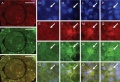 Thumbnail for version as of 10:49, 2 June 2014
