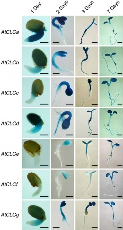 Histochemical staining of AtCLC-Promoter.jpg