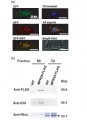 Thumbnail for version as of 14:33, 9 June 2014