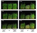 Thumbnail for version as of 07:46, 17 May 2014