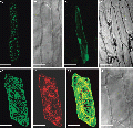 Thumbnail for version as of 15:02, 31 May 2014