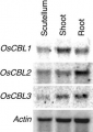 Thumbnail for version as of 17:19, 31 May 2014