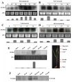 Thumbnail for version as of 02:46, 8 June 2014