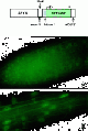 F2.small.gif