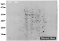 Thumbnail for version as of 03:52, 18 July 2016