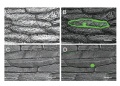 Thumbnail for version as of 13:52, 8 June 2014