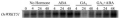Thumbnail for version as of 08:12, 7 June 2014