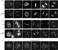 Thumbnail for version as of 15:56, 26 December 2014