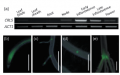 Thumbnail for version as of 15:25, 1 June 2014