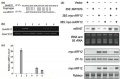 Thumbnail for version as of 17:10, 25 May 2014