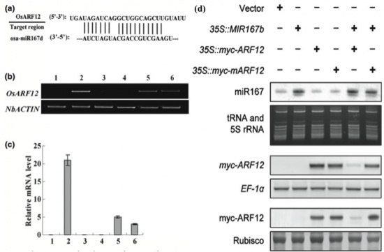 Fig4.jpg