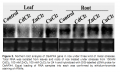 Thumbnail for version as of 08:29, 24 May 2014