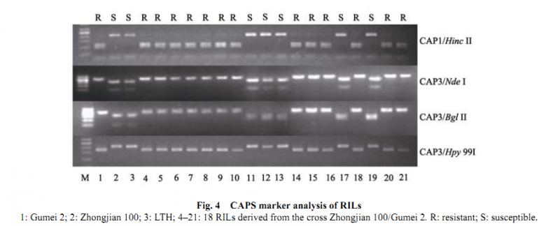 File:CAPS.png