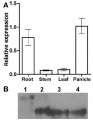 Thumbnail for version as of 06:26, 31 May 2014