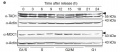 Thumbnail for version as of 11:27, 8 June 2014