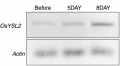 Thumbnail for version as of 16:21, 19 May 2014