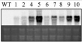 Thumbnail for version as of 07:43, 2 June 2014