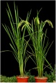 Thumbnail for version as of 06:24, 16 May 2014