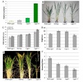 Thumbnail for version as of 12:52, 18 May 2014