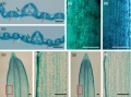 Thumbnail for version as of 11:00, 13 May 2014