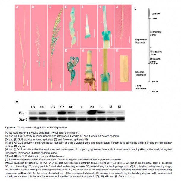 File:EUI-fig9.jpg