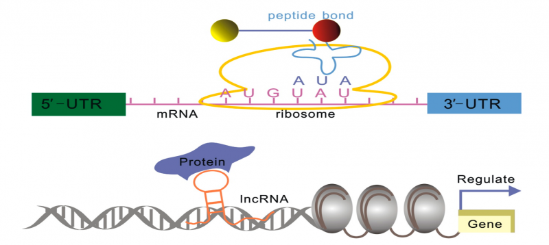 File:IC4R-lncRNA-overview-1.png