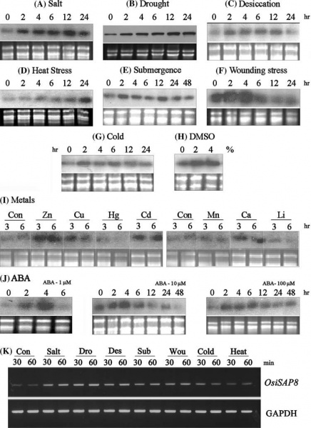 File:OsiSAP8 Expression1.jpg