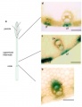 Thumbnail for version as of 13:02, 3 June 2014