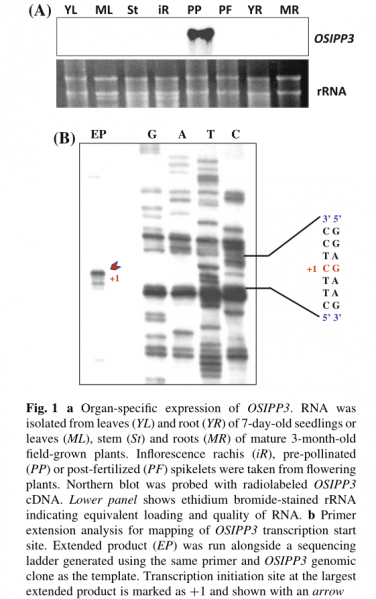 File:Fig.111.png