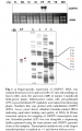 Thumbnail for version as of 11:51, 9 June 2014