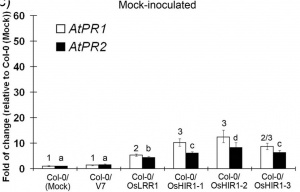"Figure11.Expression of defense marker genes without (mock) inoculation. Real-time RT-PCR was performed using reverse-transcribed RNA samples. Relative expression levels of PR1 and PR2 in all plants were compared to the mock-inoculated untransformed wild type parent (Col-0; expression level set to 1). Both the expressions of PR1 and PR2 can be categorized into different groups using ANOVA followed by Fisher’s LSD Test (p < 0.05). In (d), the gene expression in mock-treated Col-0 was used just to set the reference for gene expression and was not included in the statistical analysis. The error bars indicate standard errors (N = 3).(from reference [1]"