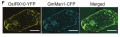Thumbnail for version as of 15:45, 20 October 2016