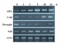 Thumbnail for version as of 01:17, 24 December 2014