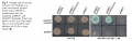 Thumbnail for version as of 02:58, 10 June 2014