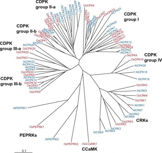 File:OsCPK21 Phylogenetic4.jpg