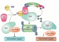 Thumbnail for version as of 08:52, 13 May 2014