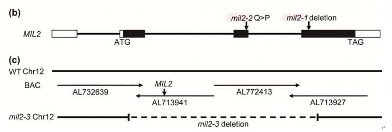 File:Mil2-1.jpg