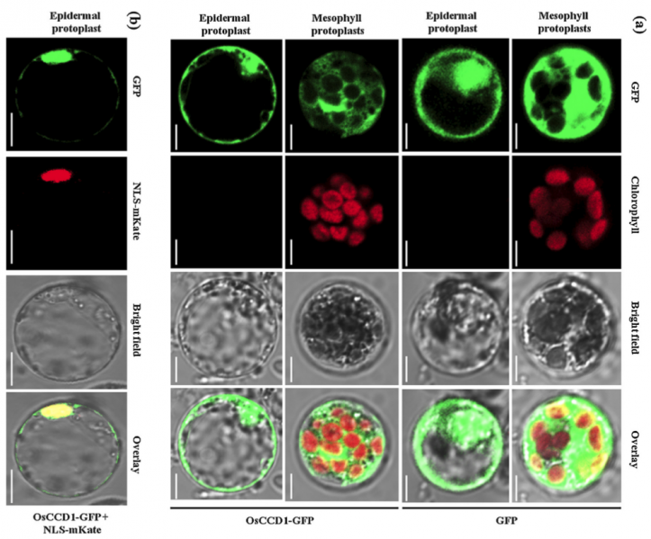File:OsCCD1-4.png