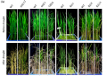 Thumbnail for version as of 14:45, 26 May 2014