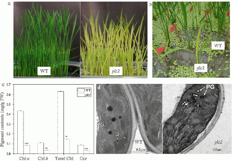 File:Shijc-Os03g0395000-Fig2.gif