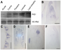 Thumbnail for version as of 14:57, 7 May 2014