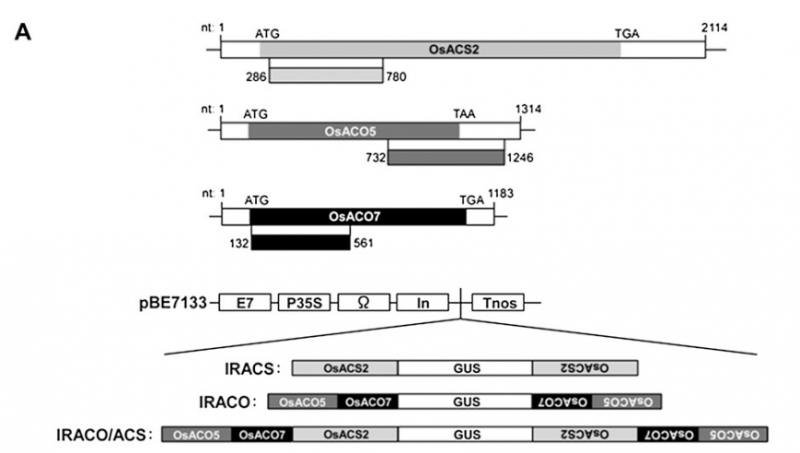 File:17-f1.png