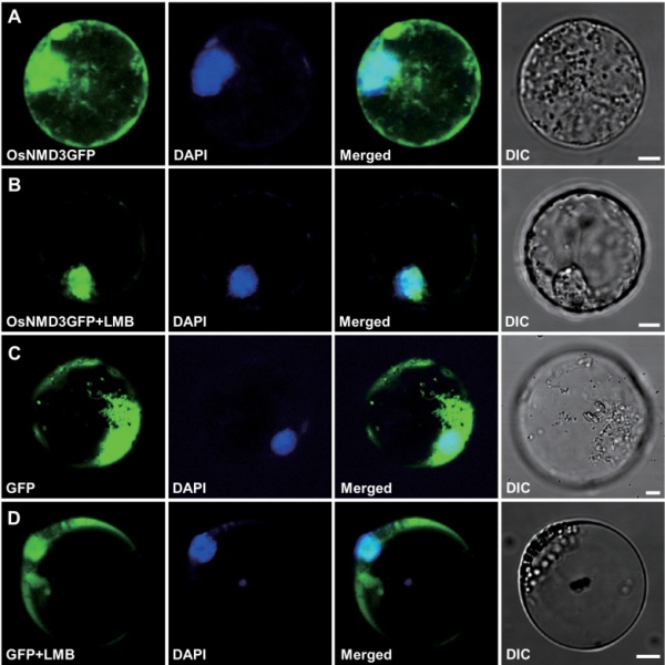 File:Shijc-Os10g0573900-Fig3.jpeg