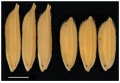 Thumbnail for version as of 08:53, 10 May 2014