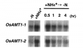 Thumbnail for version as of 03:44, 10 June 2014